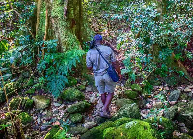 Honde Vallei Zimbabwe Vumba Mountains